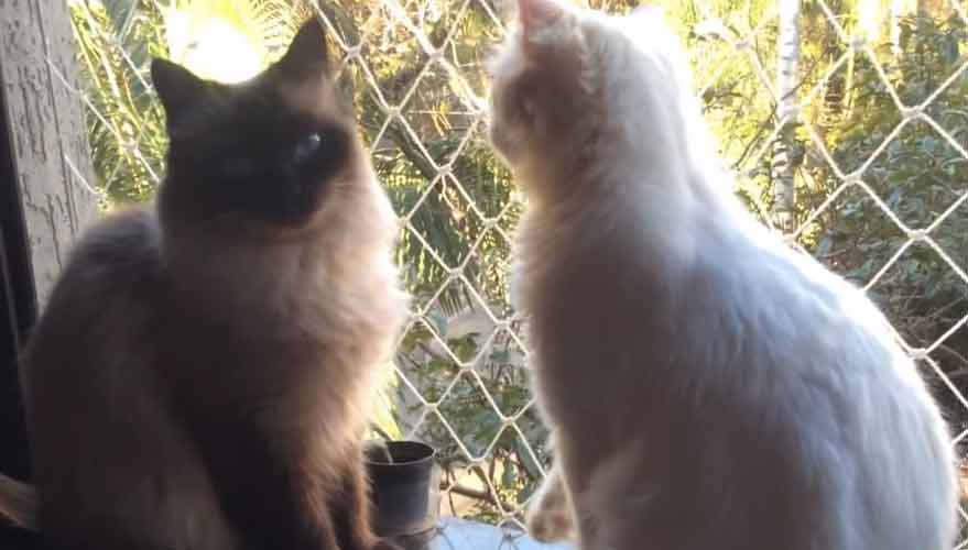 La storia d'amore tra Sissi e Mingau