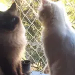 La storia d'amore tra Sissi e Mingau