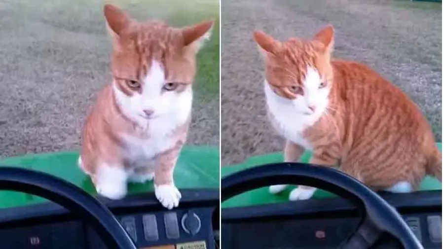 Uccide un gatto e posta la foto su Facebook