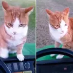 Uccide un gatto e posta la foto su Facebook