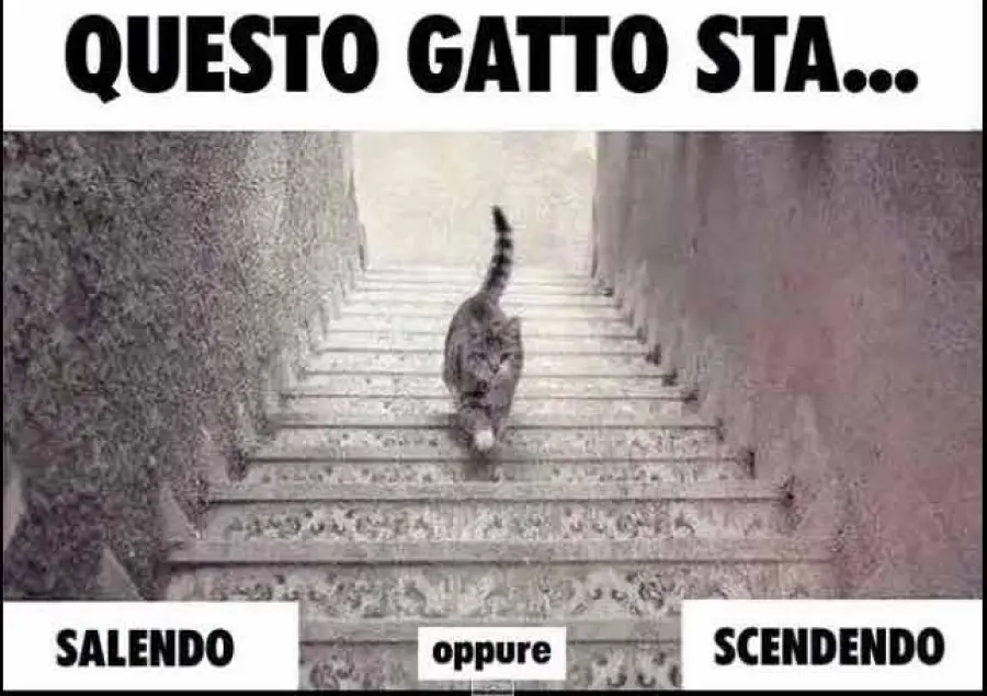 Il gatto sale o scende le scale, secondo voi [Video]?