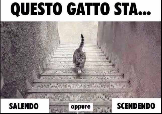 Il gatto sale o scende le scale, secondo voi [Video]?