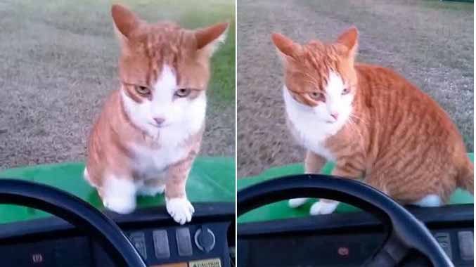 Uccide un gatto e posta la foto su Facebook