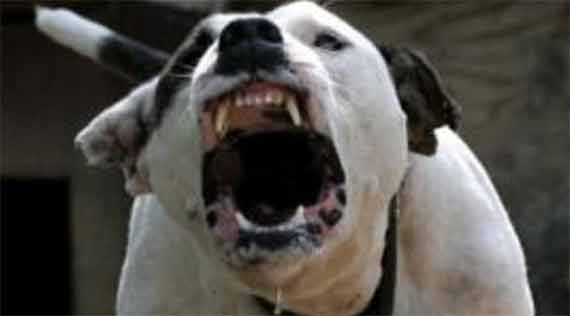 Gatta rapita per sfamare i pitbull dei vicini
