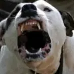 Gatta rapita per sfamare i pitbull dei vicini