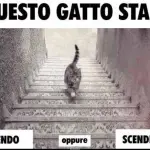 Il gatto sale o scende le scale, secondo voi [Video]?