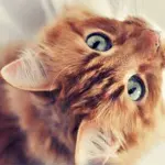 Gatti equiparati a beni pignorabili, normativa da modificare