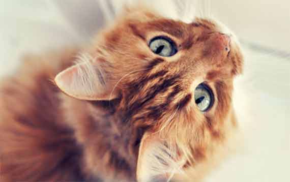 Gatti equiparati a beni pignorabili, normativa da modificare