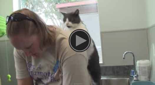 Il gatto che massaggia la padrona [Video]