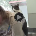 Il gatto che massaggia la padrona [Video]
