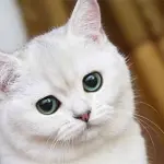 Perché i gatti bianchi spesso sono sordi