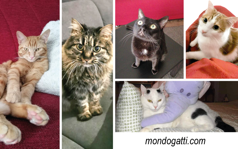 Giornata Nazionale del gatto: 17 febbraio