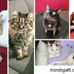 Giornata Nazionale del gatto: 17 febbraio