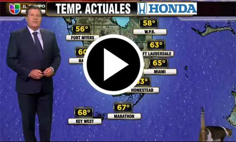 Previsioni meteo interrotte da un gatto