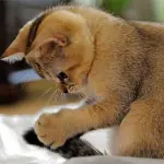 17 Febbraio la Festa del Gatto