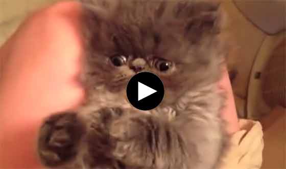 Che sonno gatti e cani che si addormentano [Video]