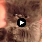 Che sonno gatti e cani che si addormentano [Video]