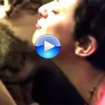 Gatti e cani che non voglio farsi baciare [Video]