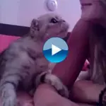 Il gatto che chiede un bacio alla padrona