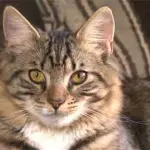 Mittens il primo gatto ermafrodita diventa maschio