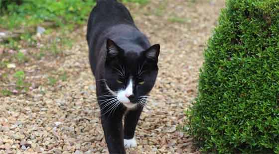 Perché il gatto scappa di casa, come ritrovarlo