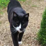 Perché il gatto scappa di casa, come ritrovarlo