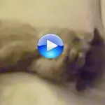 Bello dormire ed essere coccolati [Video]
