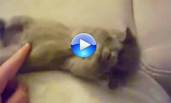 Bello dormire ed essere coccolati [Video]