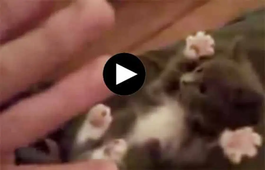 Il gatto mani in alto bellissimo [Video]