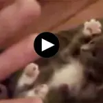 Il gatto mani in alto bellissimo [Video]