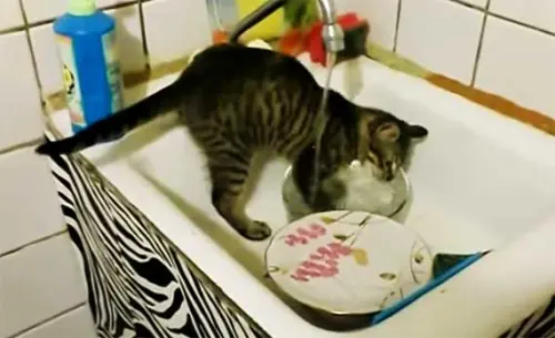 Il gatto massaia lava i piatti [Video]