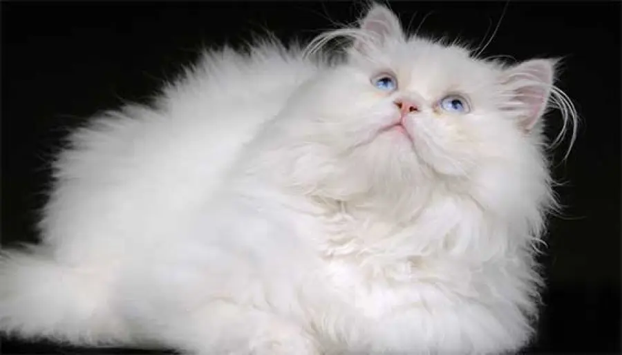 È il persiano il gatto da salotto per antonomasia