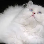 È il persiano il gatto da salotto per antonomasia