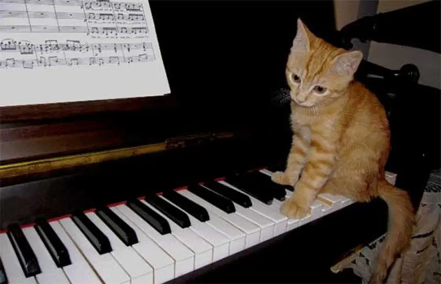 Musica da pianoforte solo per gatti, la nuova scoperta