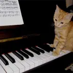 Musica da pianoforte solo per gatti, la nuova scoperta