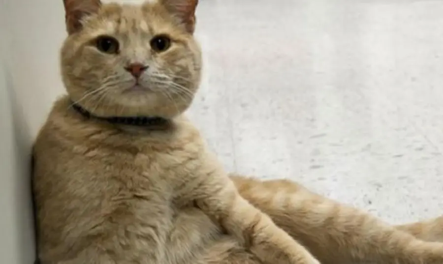 Il gatto Tom conforta i malati terminali