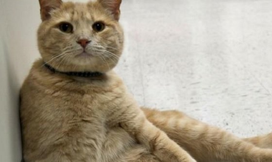 Il gatto Tom conforta i malati terminali