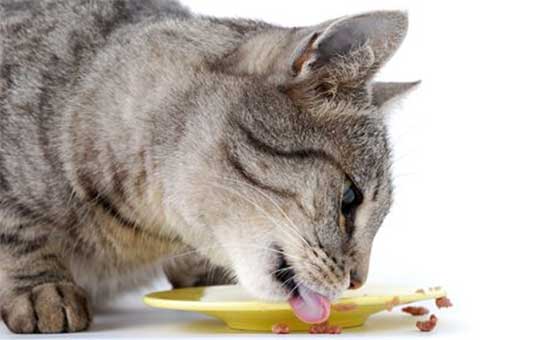 Il nostro cibo ai gatti, perché no?