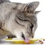 Il nostro cibo ai gatti, perché no?