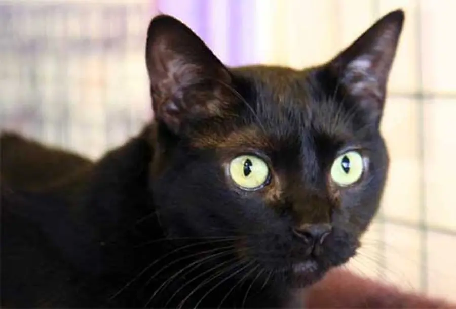 Halloween 30mila gatti neri uccisi ogni anno