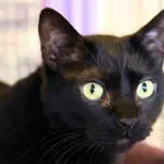 Halloween 30mila gatti neri uccisi ogni anno