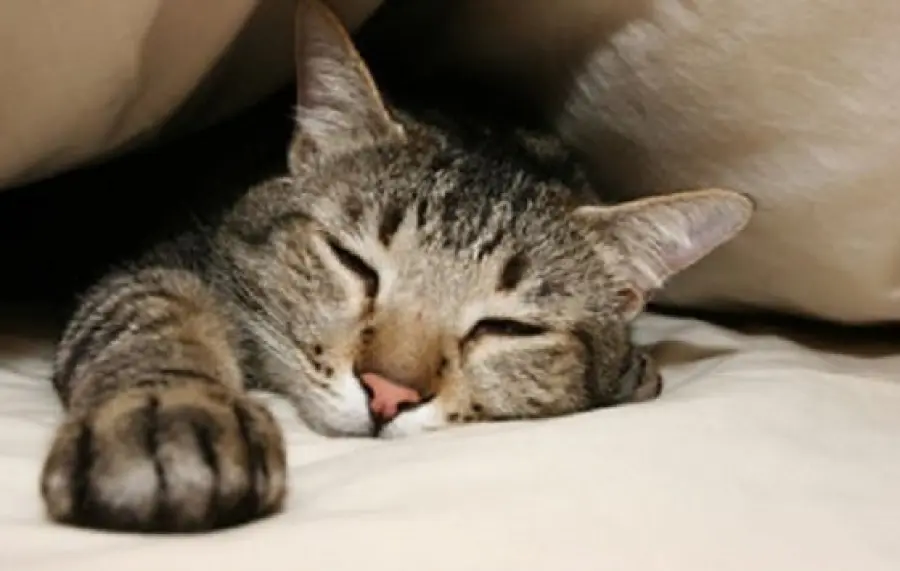 Il gatto si droga e sogna più chiunque altro, cosa non sapevate sui gatti