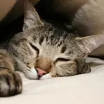 Il gatto si droga e sogna più chiunque altro, cosa non sapevate sui gatti