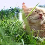 Strutture vacanza cat friendly per esperienze di viaggio ancora più belle