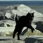 Gatti domestici, sono più agili e potenti delle tigri