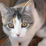 Apre a Milano il primo gatto-parco 