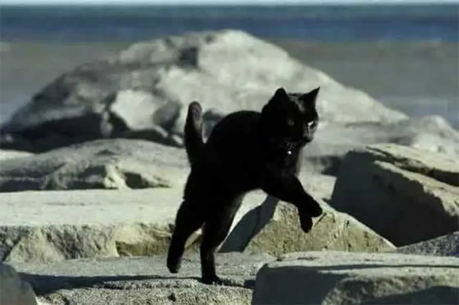 Gatti domestici, sono più agili e potenti delle tigri