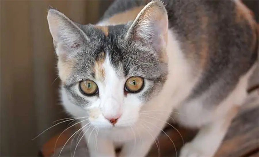 Apre a Milano il primo gatto-parco 