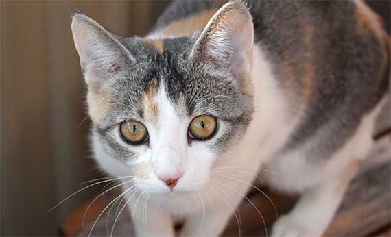 Apre a Milano il primo gatto-parco 