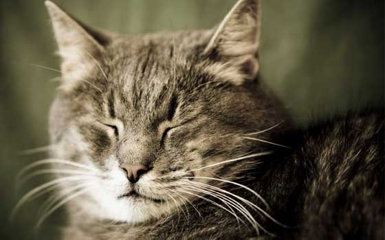 Calcolare l’età del nostro gatto, consulta la tabella